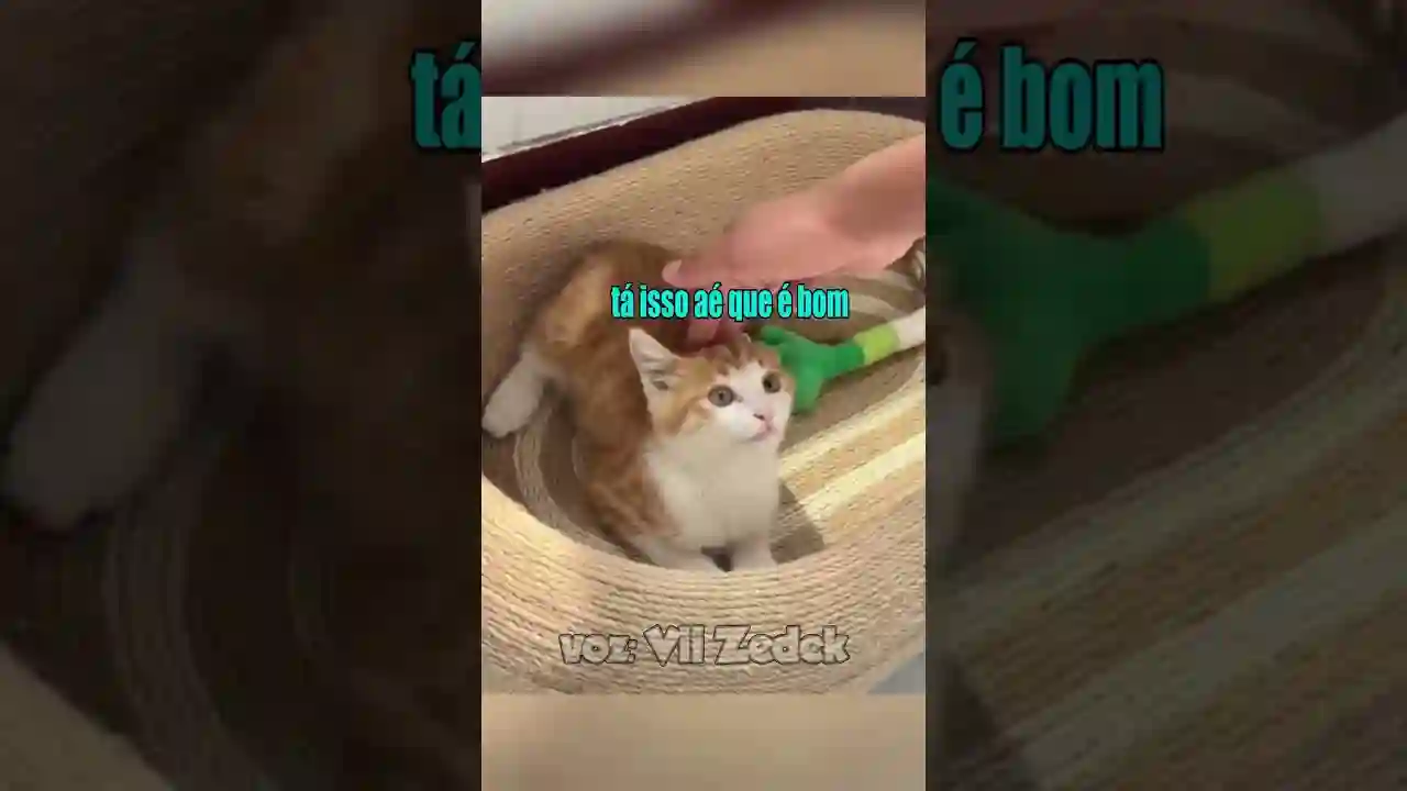 bichinhos que nos entendem - não toque no gatito