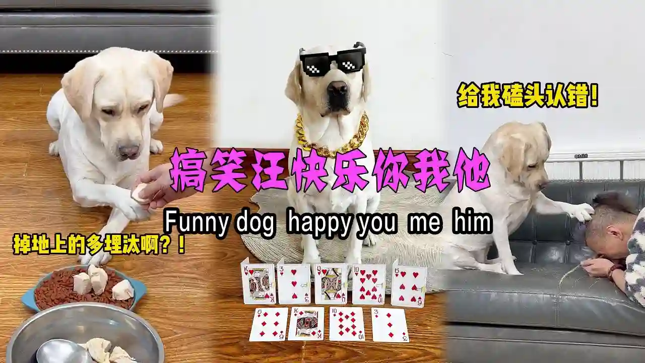 搞笑汪快乐你我他 Funny dog  happy you  me  him