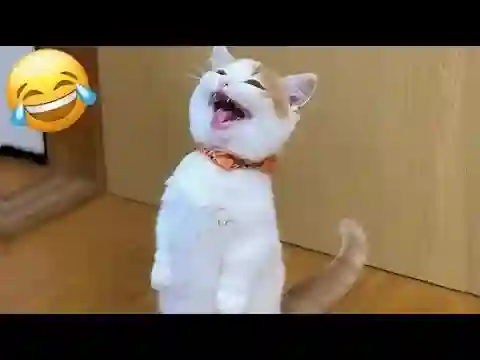 Cachorros e Gatos Engraçados😹🐶 - TENTE NÃO RIR - Animais Engraçados