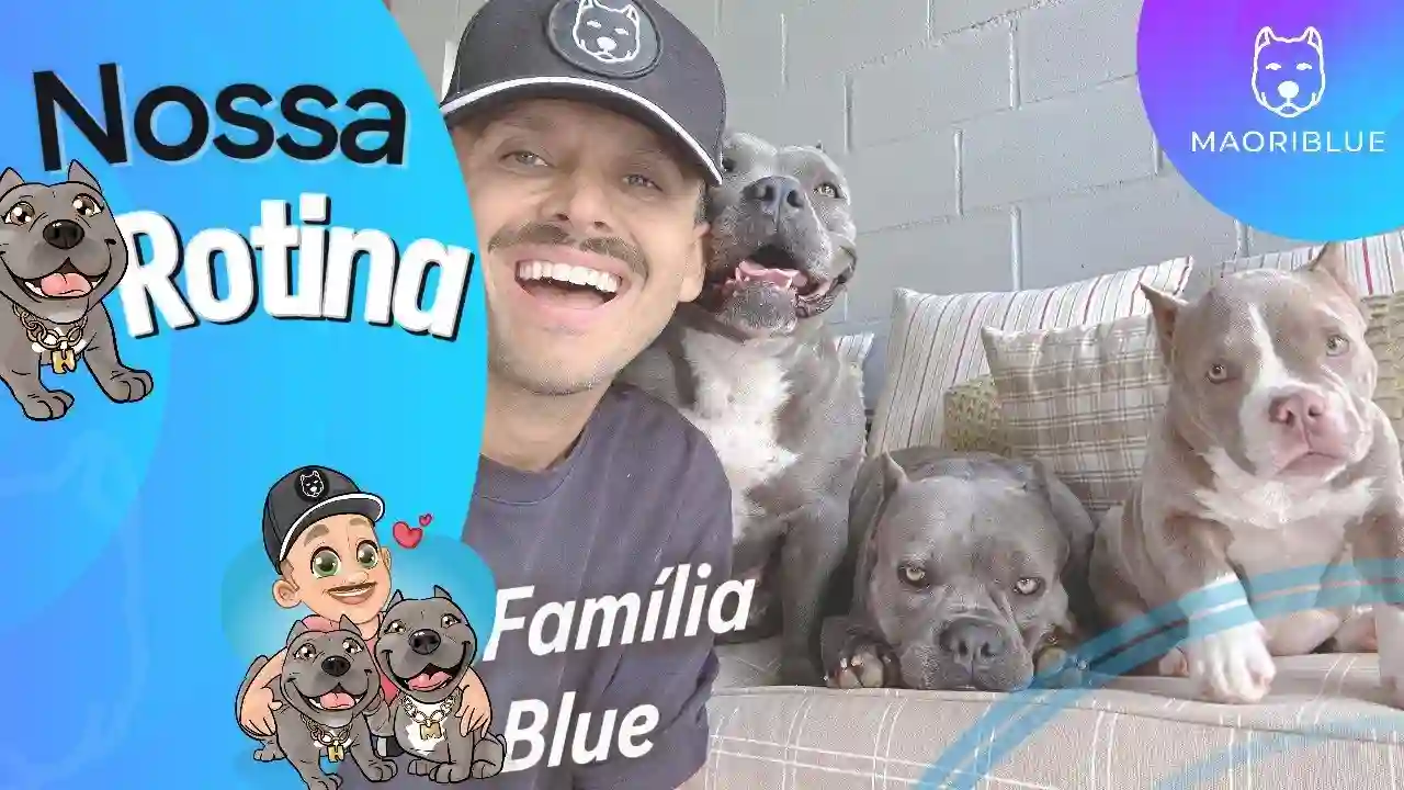Nossa Rotina American Bully - Maori, Nuhri e Marê - Conheça da Família Blue