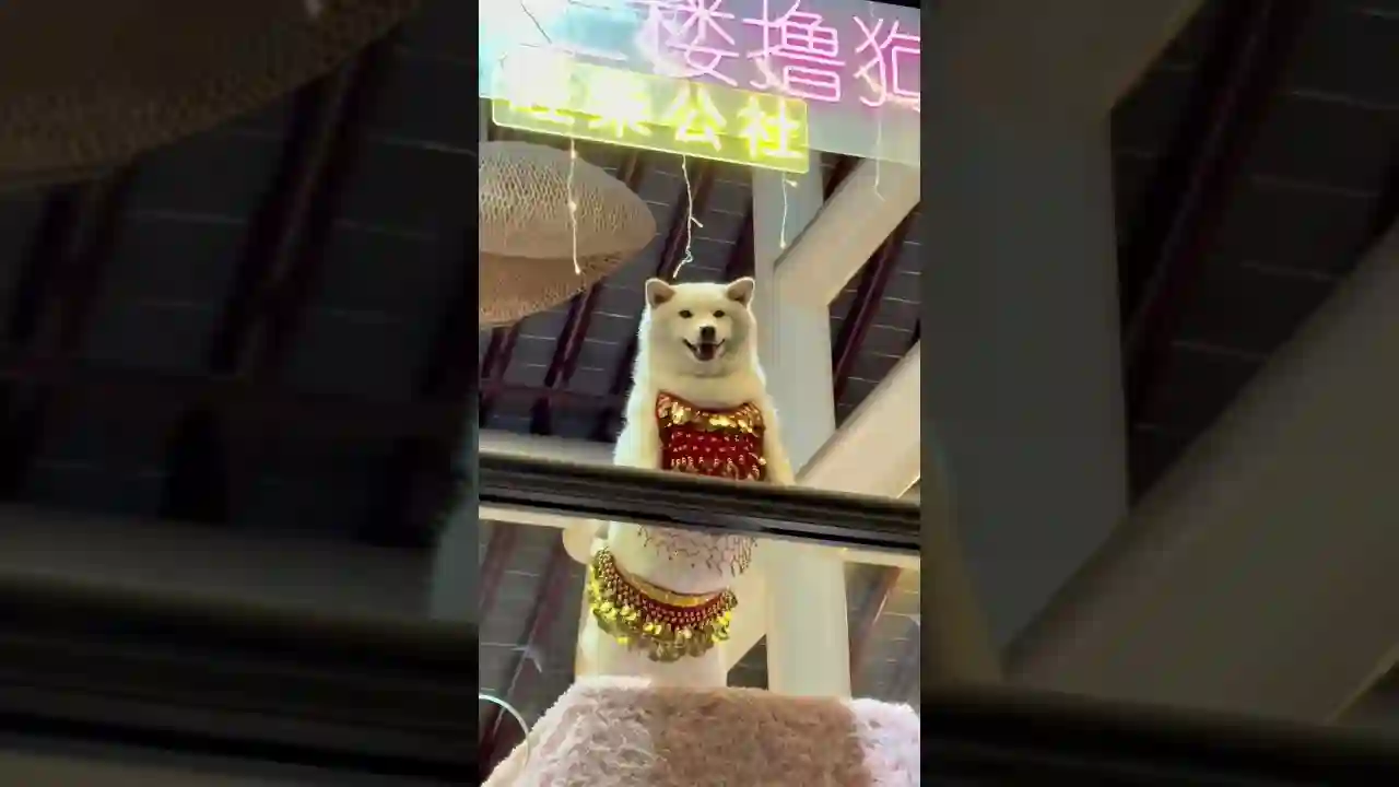 最近没生意，又被老板叫出来跳舞了