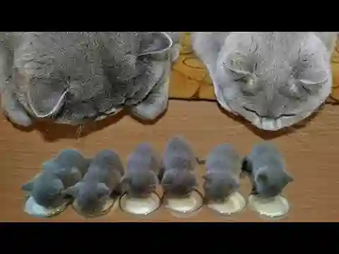 「かわいい猫」 笑わないようにしようとしてください - 最も面白い猫の映画