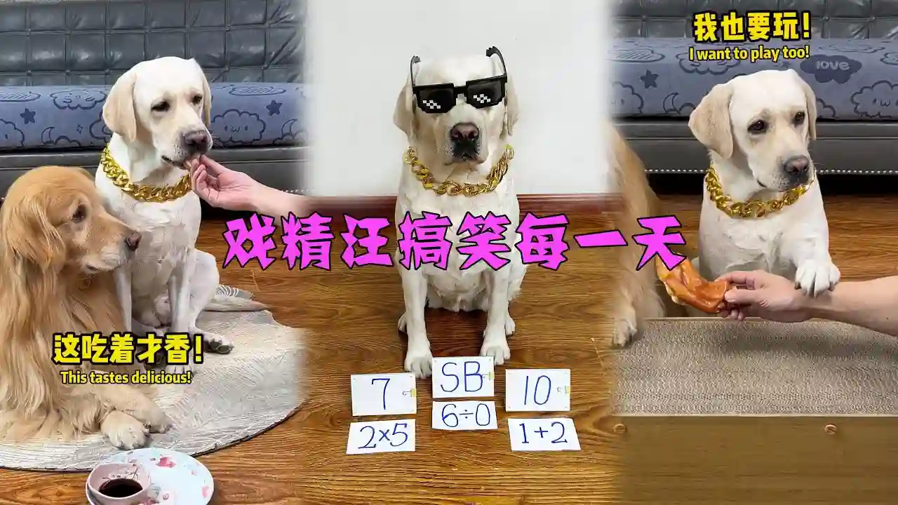 戏精汪搞笑每一天Drama Dog's Funny Everyday