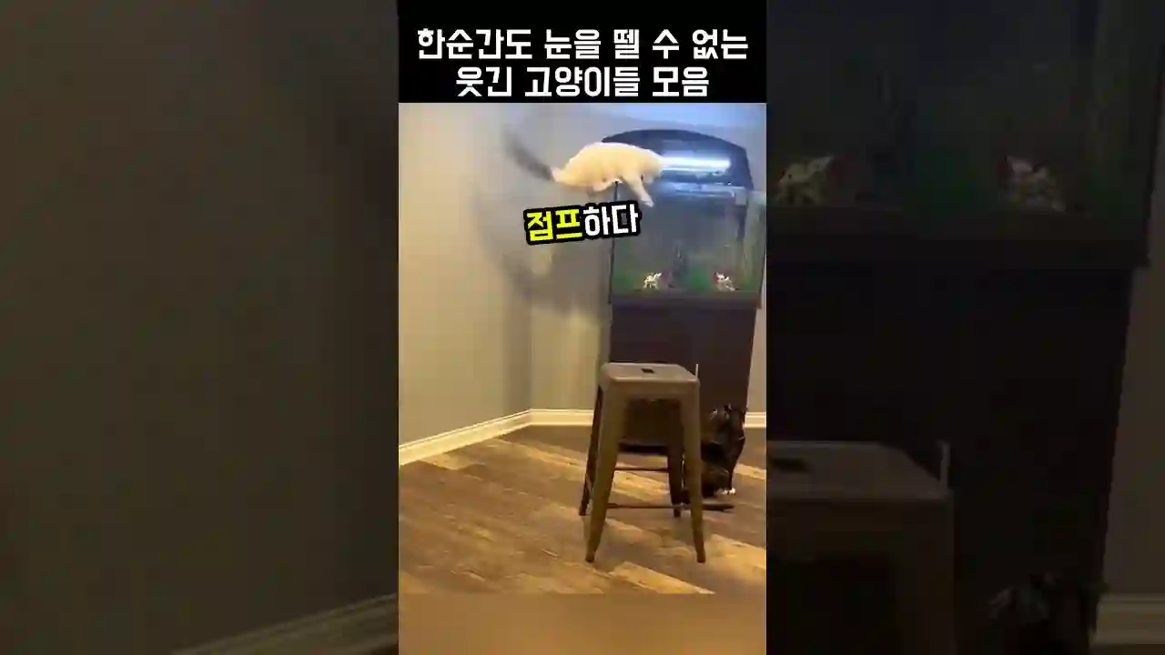 한순간도 눈을 뗄 수 없는 웃긴 고양이들 모음