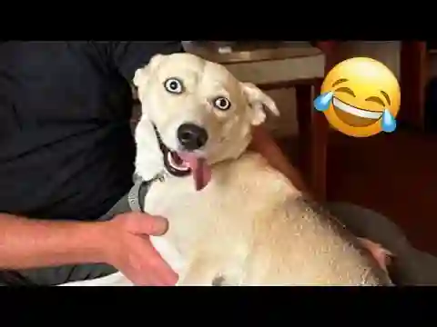 Cachorros e Gatos Engraçados😹🐶 - TENTE NÃO RIR - Animais Engraçados