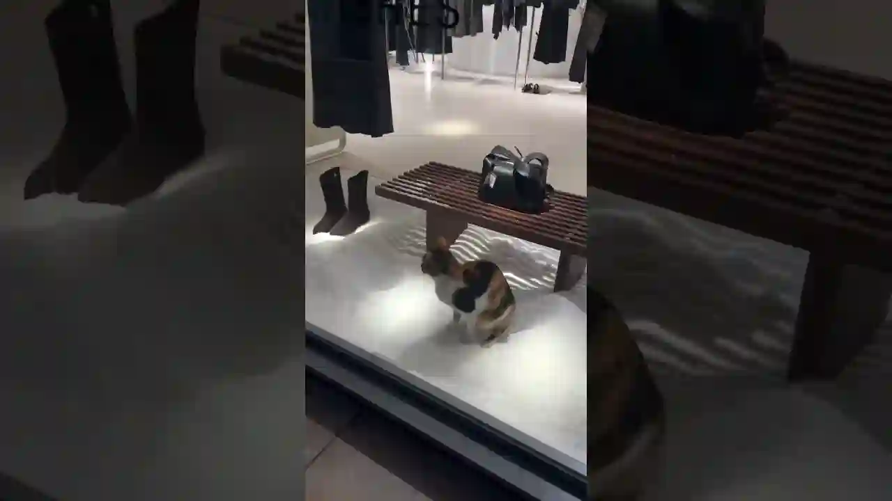 Il Gatto Ribelle Che Ha Trasformato una Vetrina di Lusso in una Lettiera! 😂🐾