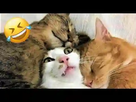 Cachorros e Gatos Engraçados😹🐶 - TENTE NÃO RIR - Animais Engraçados