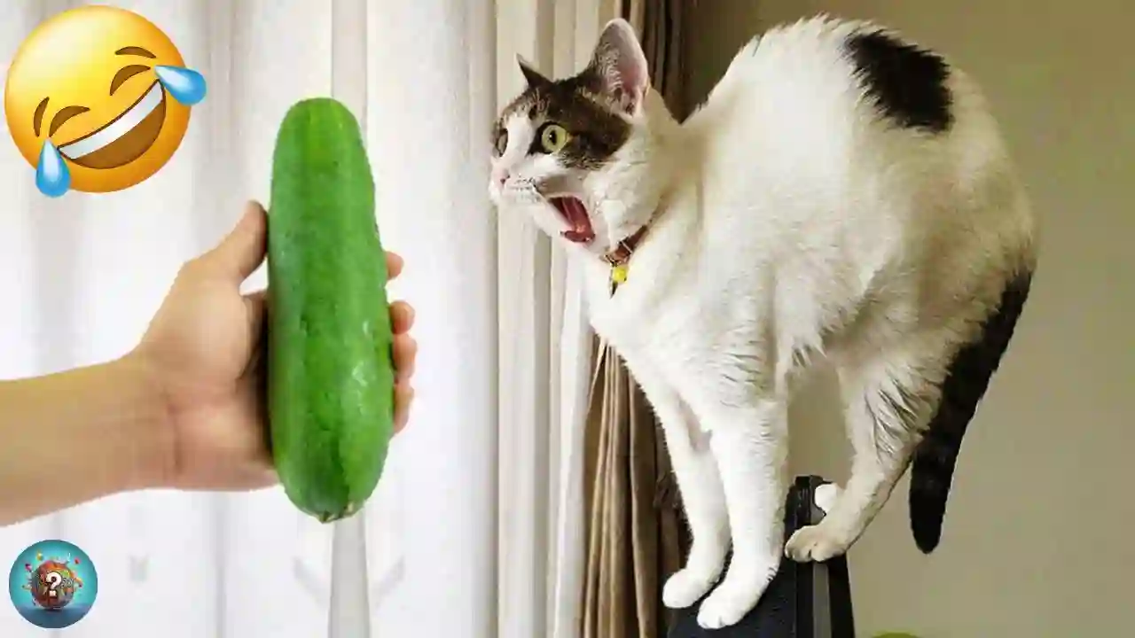 Animali Divertenti 😂 I Video di Cani e Gatti più Divertenti 🐶😺