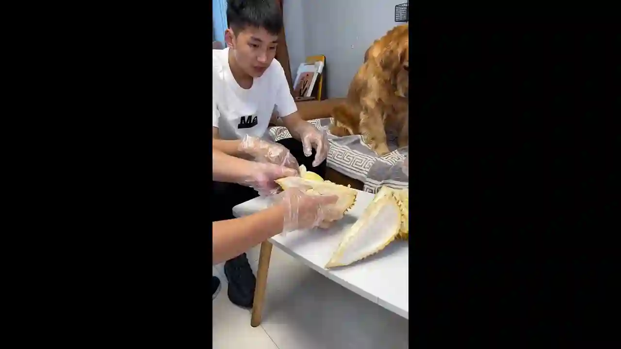 ”This Dog Hates Other Dogs!”