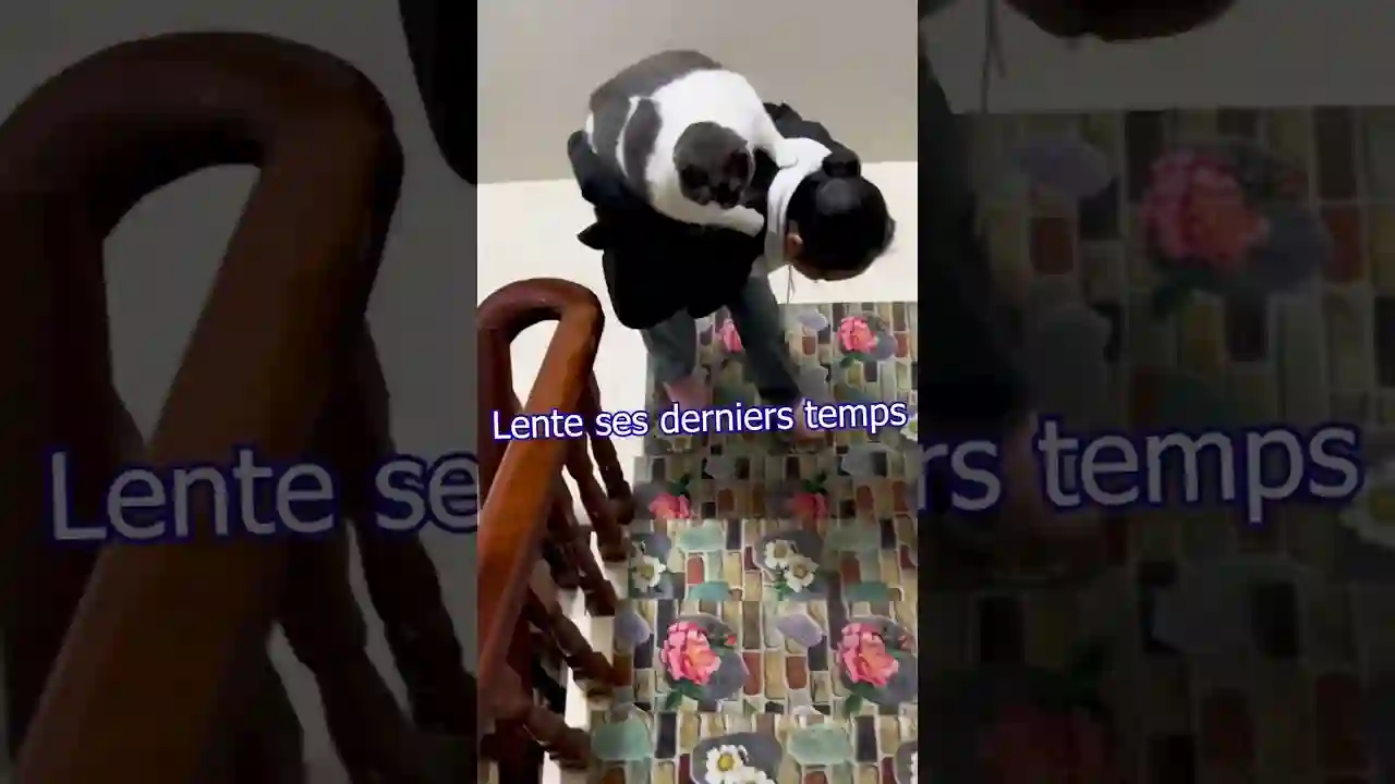 Il est gras et ingrat