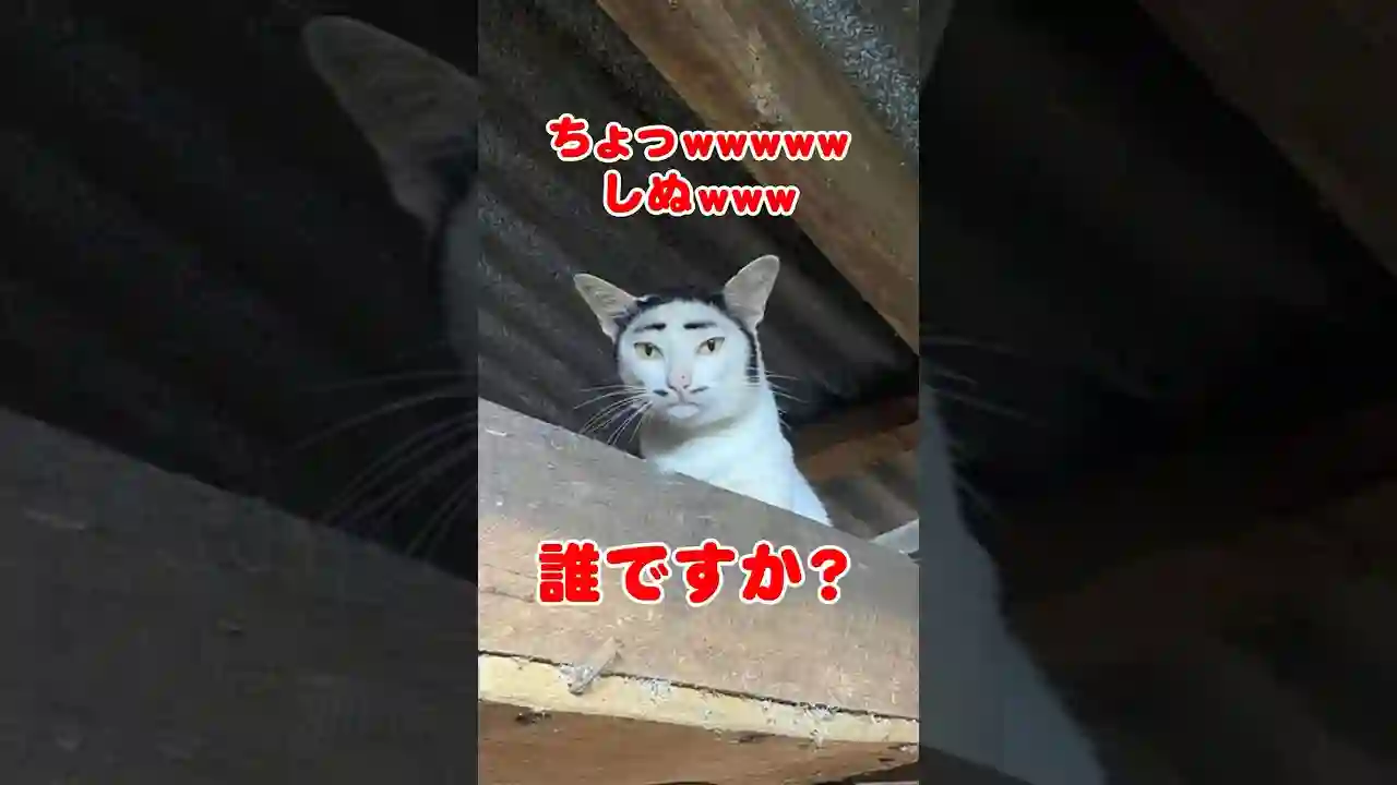 クセがつよい模様のネコ5選