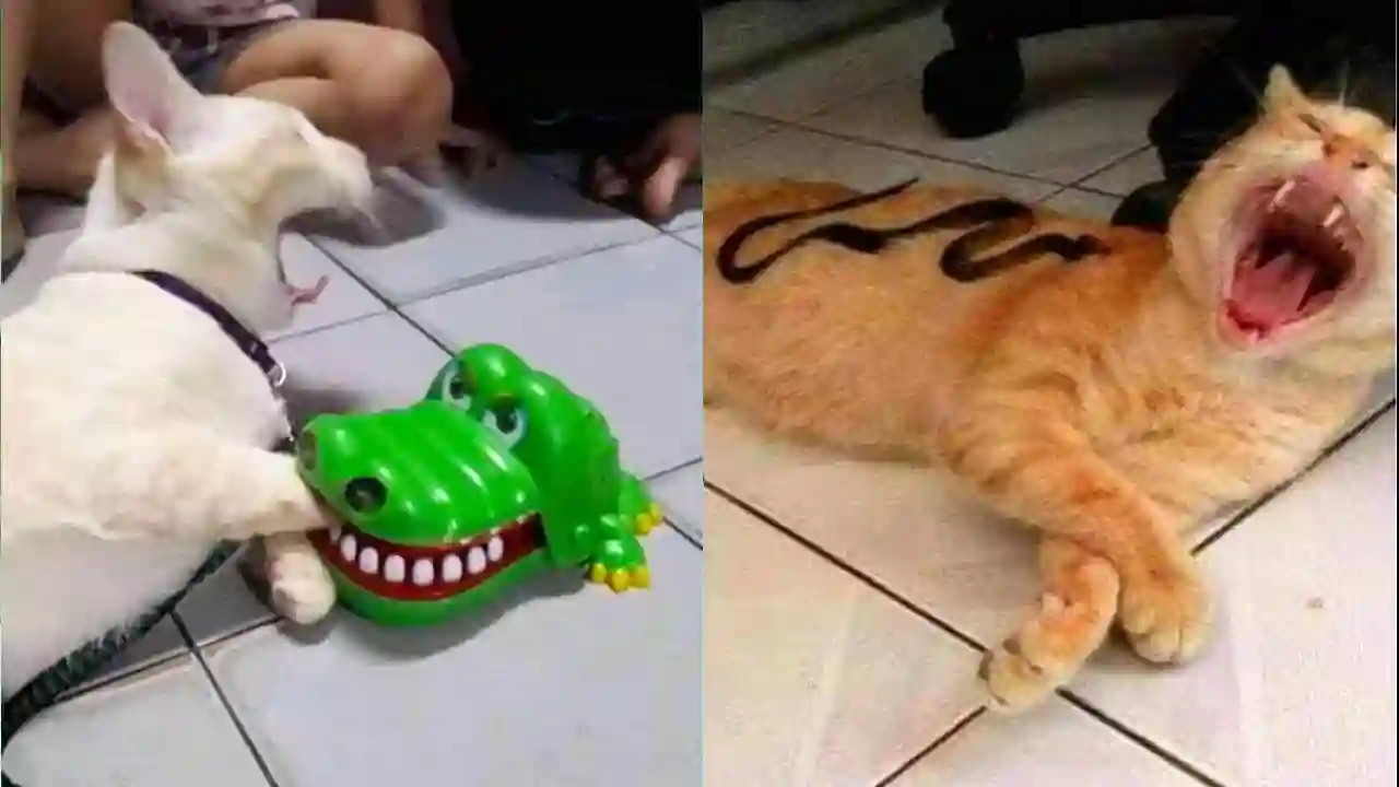 「귀여운 고양이」웃지 않으려 노력하십시오 가장 웃긴 고양이 영화 😸