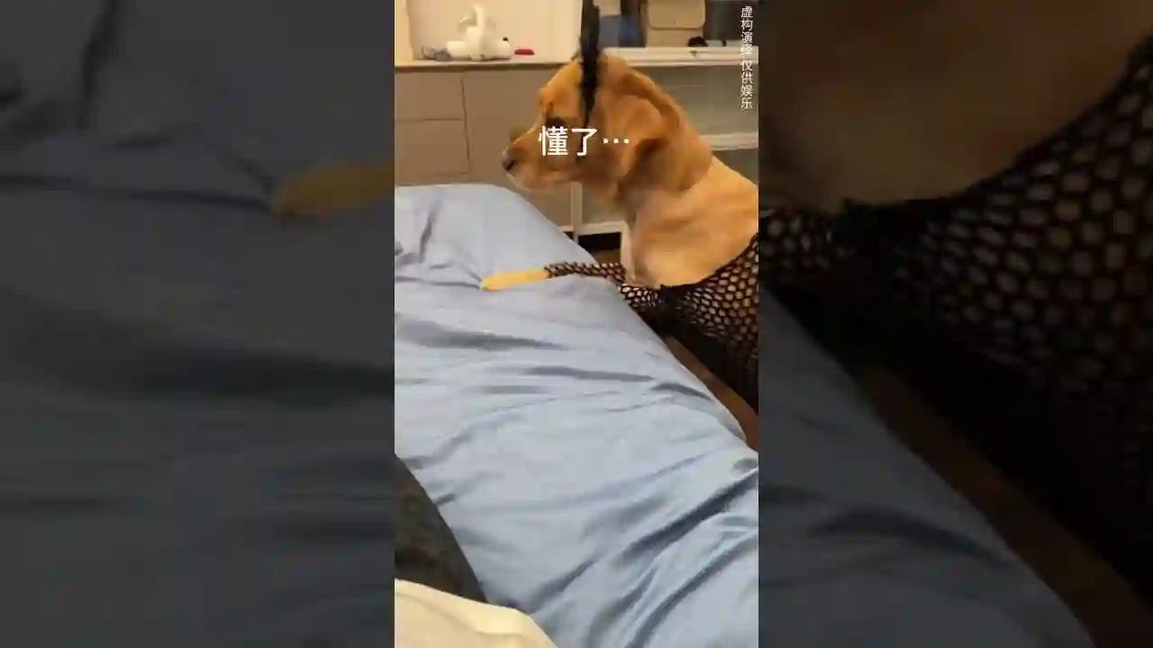 狗：哎～离开我一会都不行啊…