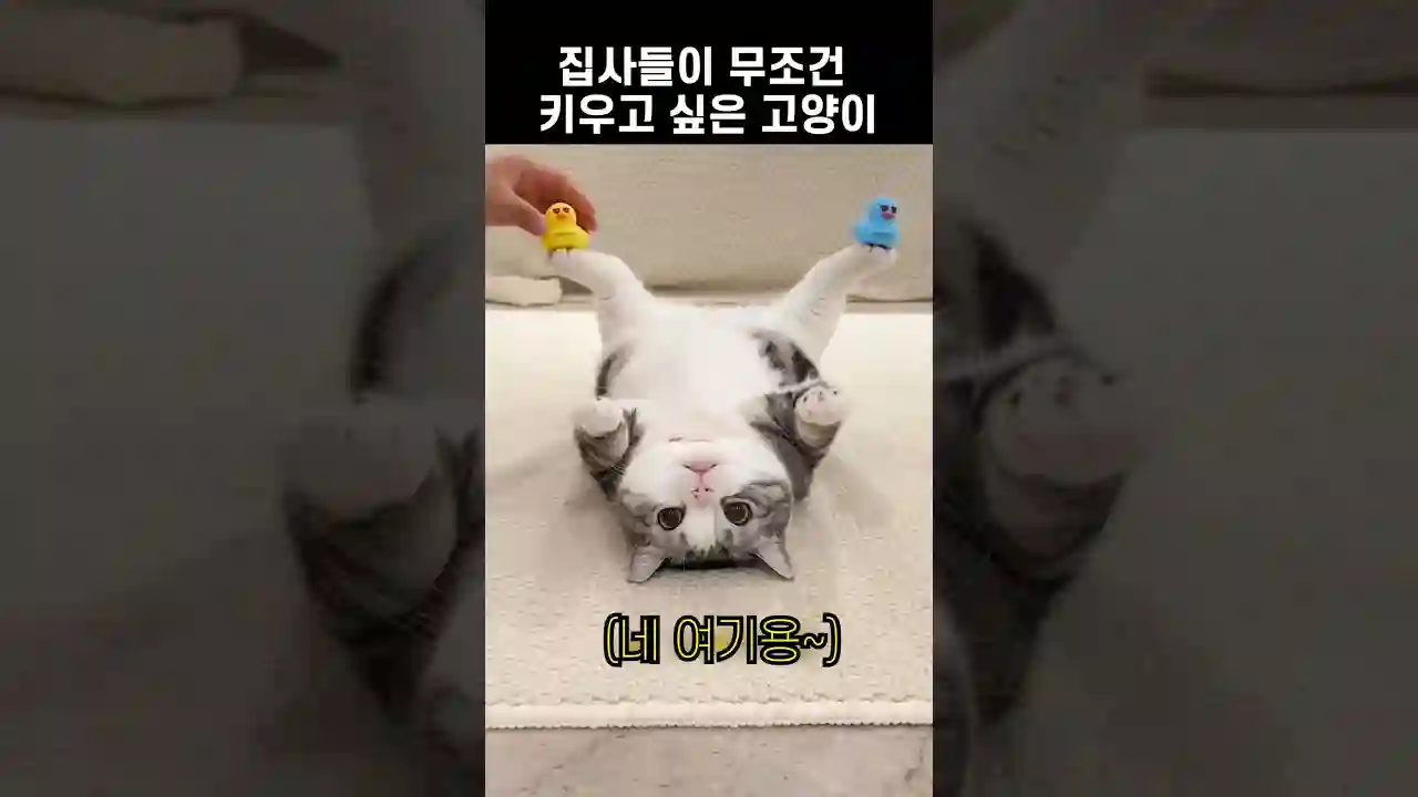집사들이 무조건 키우고 싶은 고양이