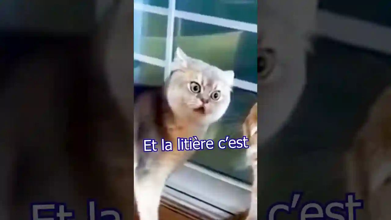 Les chartreux ils font dans la litière, la honte