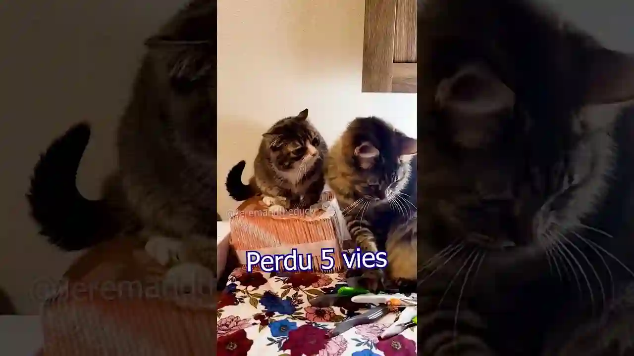 Funny Video Collection
