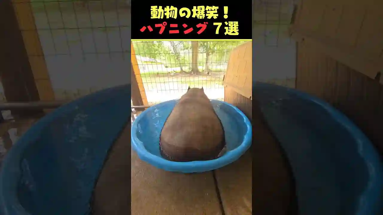 Xで5億回バズった動物ハプニング動画7選！7Animal Happenings Videos That Got 500 Million Buzz on X!