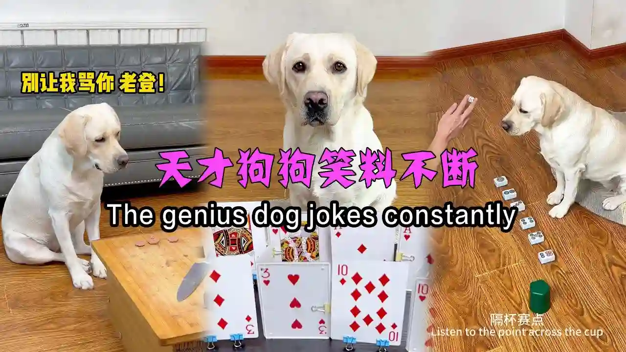 天才狗狗笑料不断Genius dog keeps on making people laugh