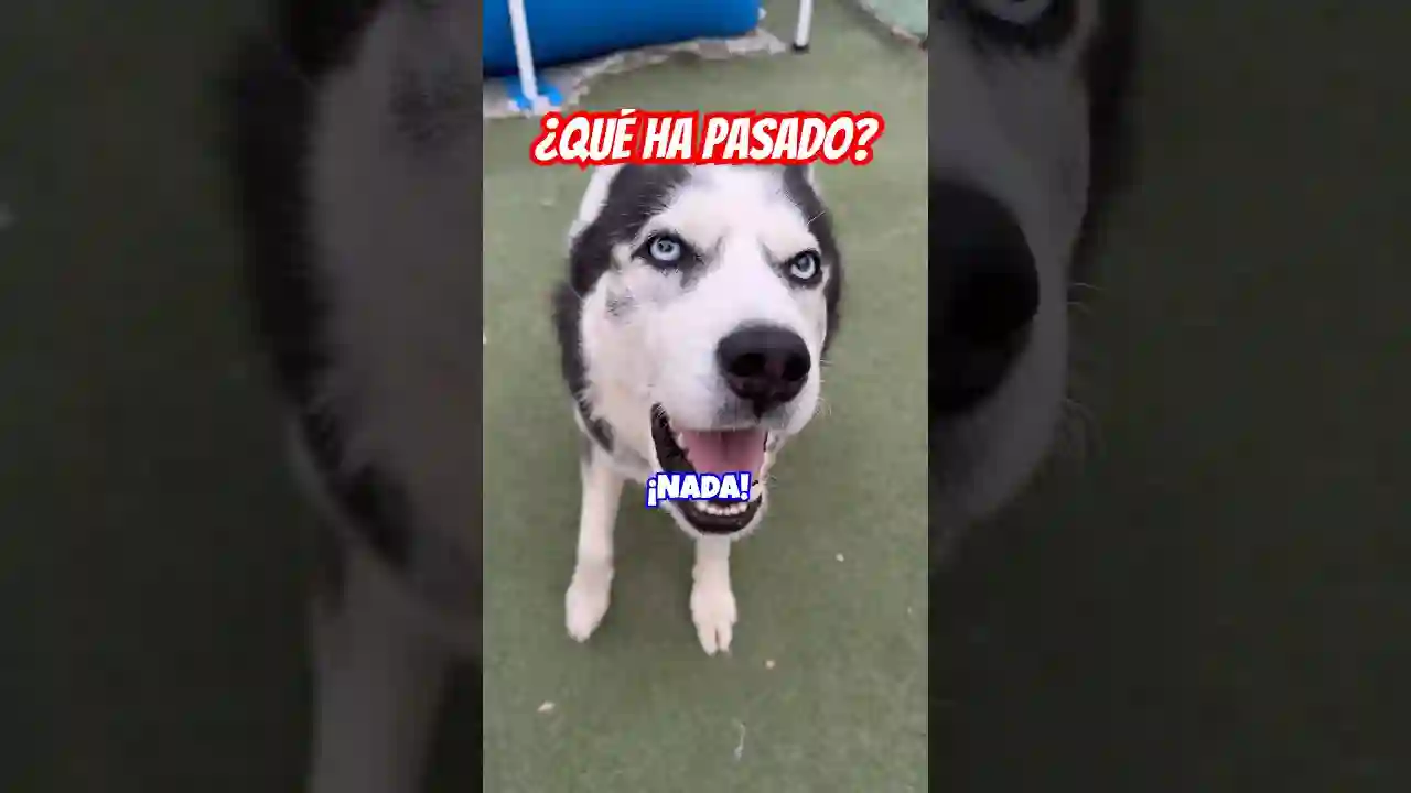¿Qué pasó? ¡Este HUSKY SABE lo que DICE! 😱😂👍