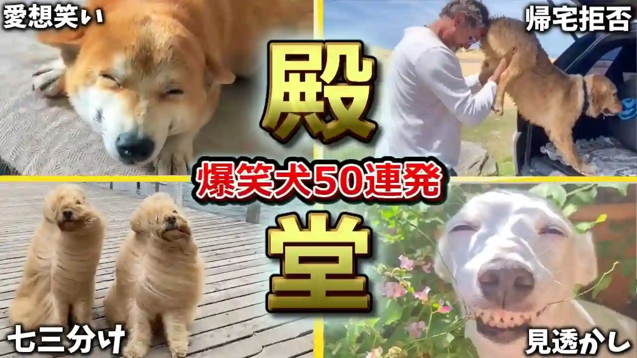 【殿堂入りおもしろ犬】ツッコミどころ満載なおもしろ犬動画50連発！Part1（鳴き声、しゃべる、子犬、かわいい、面白い、吠える）