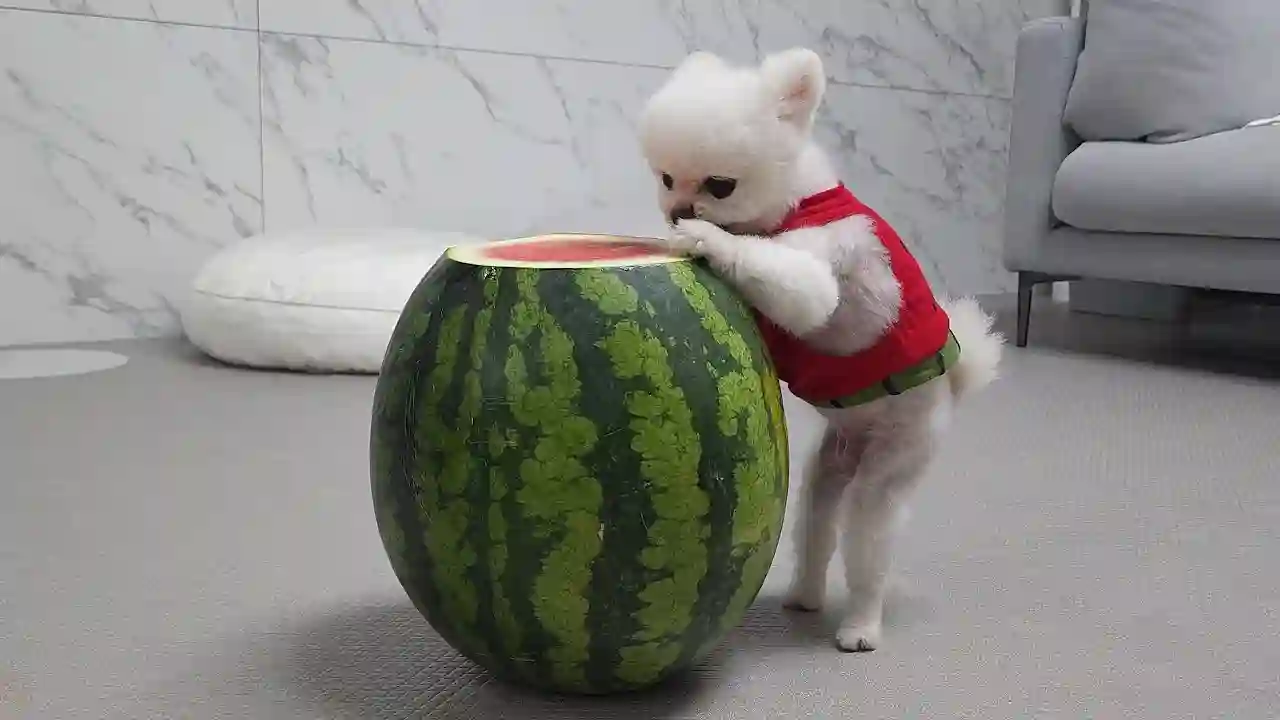 먹보 강아지에게 자기 몸보다 큰 수박을 줬더니...