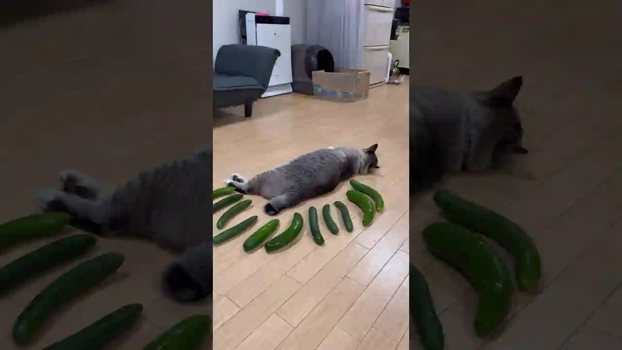 たくさんのきゅうりと猫