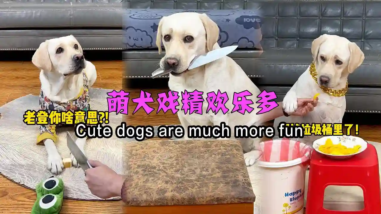 萌犬戏精欢乐多Cute dog entertains everyone