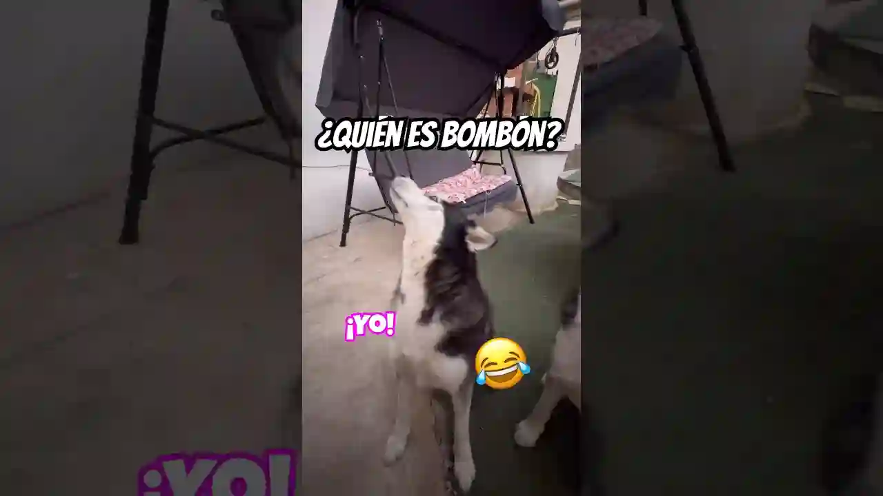 ¿QUIÉN ES BOMBÓN? 😂El vídeo más viral y divertido que verás hoy 🤣¡Te vas a reír! Comparte 🐾