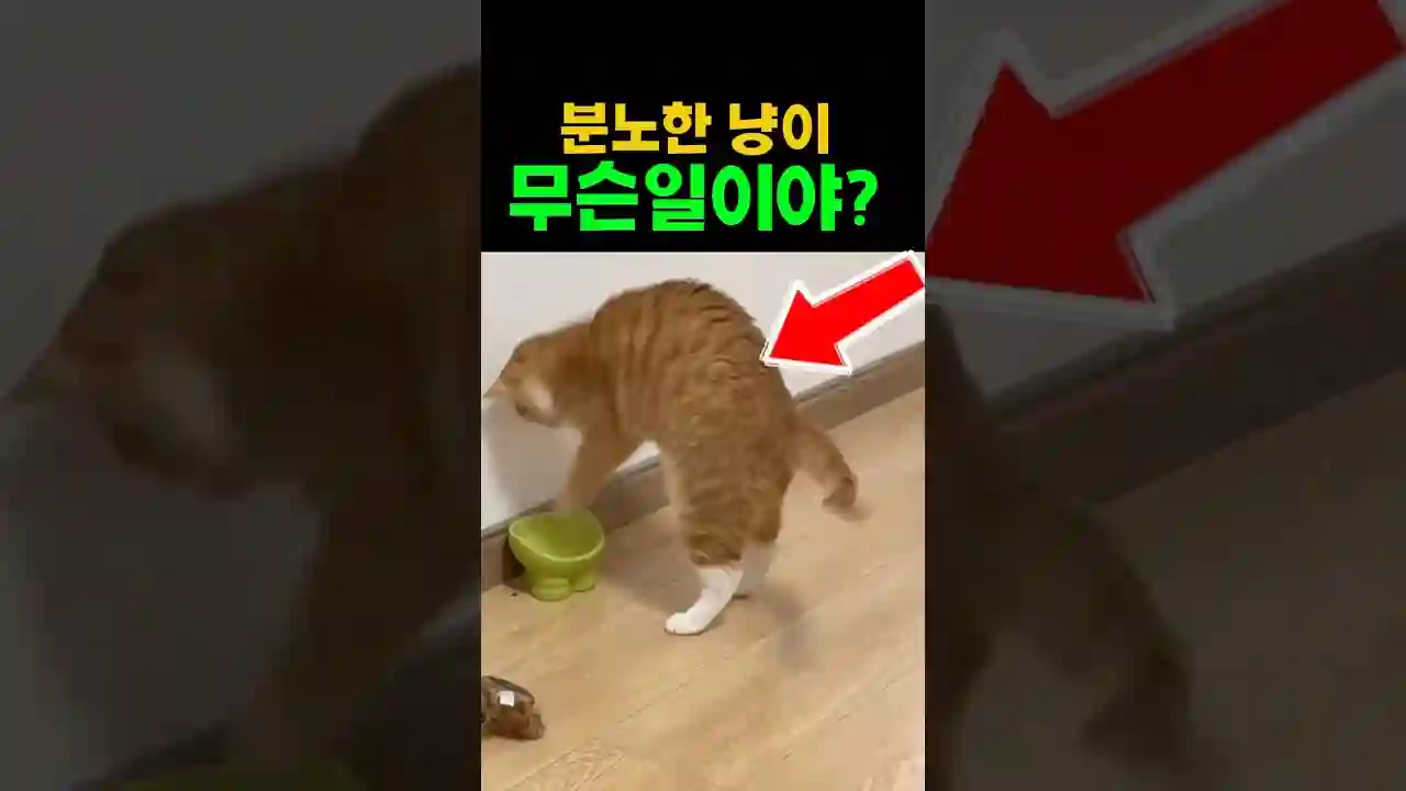분노한 냥이! 무슨일이야???
