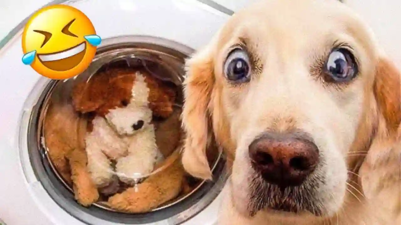 Cachorros e Gatos Engraçados😹🐶 - TENTE NÃO RIR - Animais Engraçados