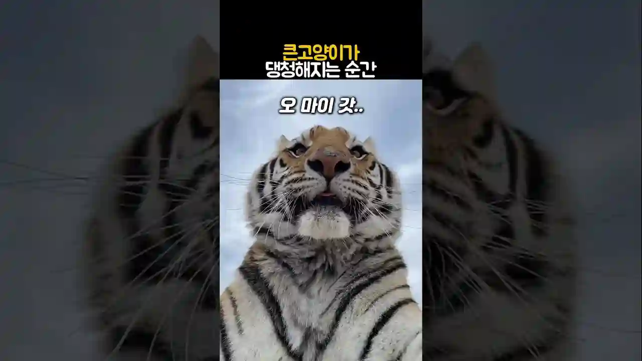 큰고양이가 댕청해지는 순간