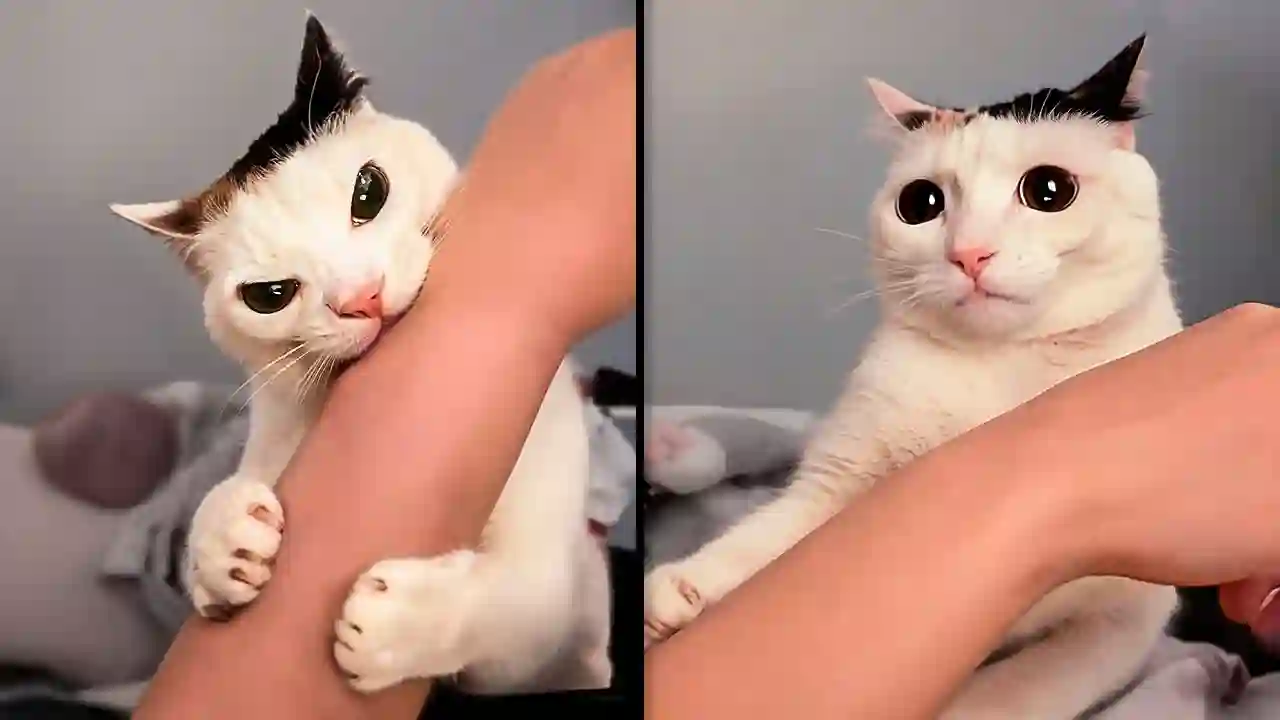 Wenn Katzen sich wie Trottel benehmen