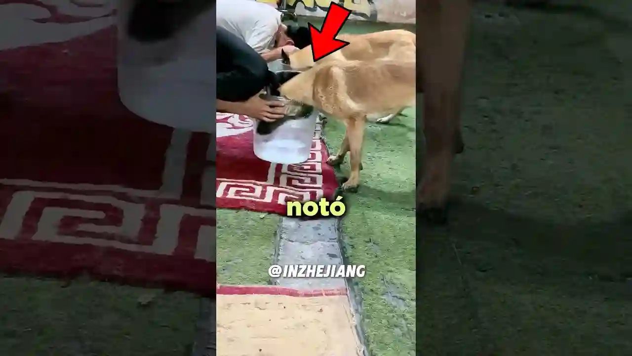 Este Perro Notó Que Algo NO Andaba Bien…