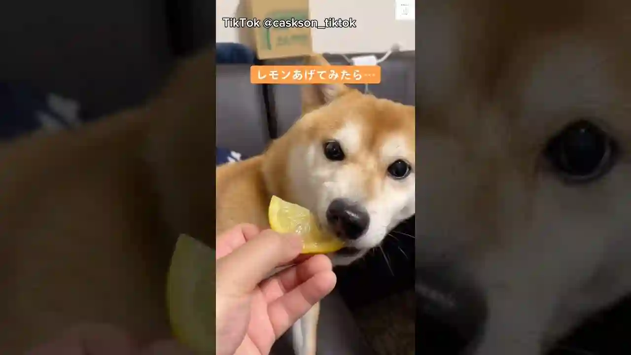 爆笑‼️レモン食べた後の反応が面白い柴犬