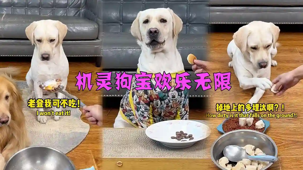 机灵狗宝欢乐无限Clever dog treasure, unlimited joy