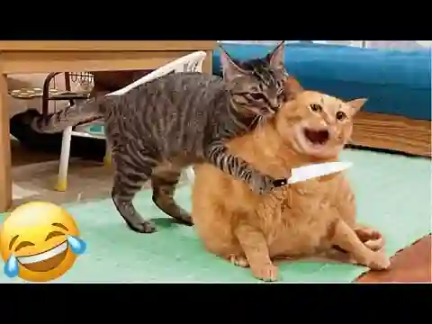 Cachorros e Gatos Engraçados😹🐶 - TENTE NÃO RIR - Animais Engraçados