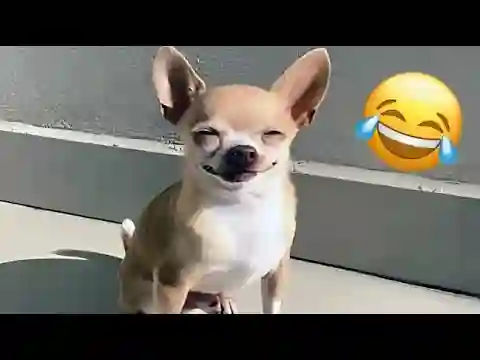 Cachorros e Gatos Engraçados😹🐶 - TENTE NÃO RIR - Animais Engraçados