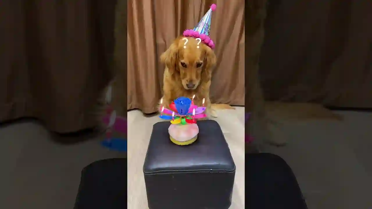Dog: I can’t laugh on this birthday