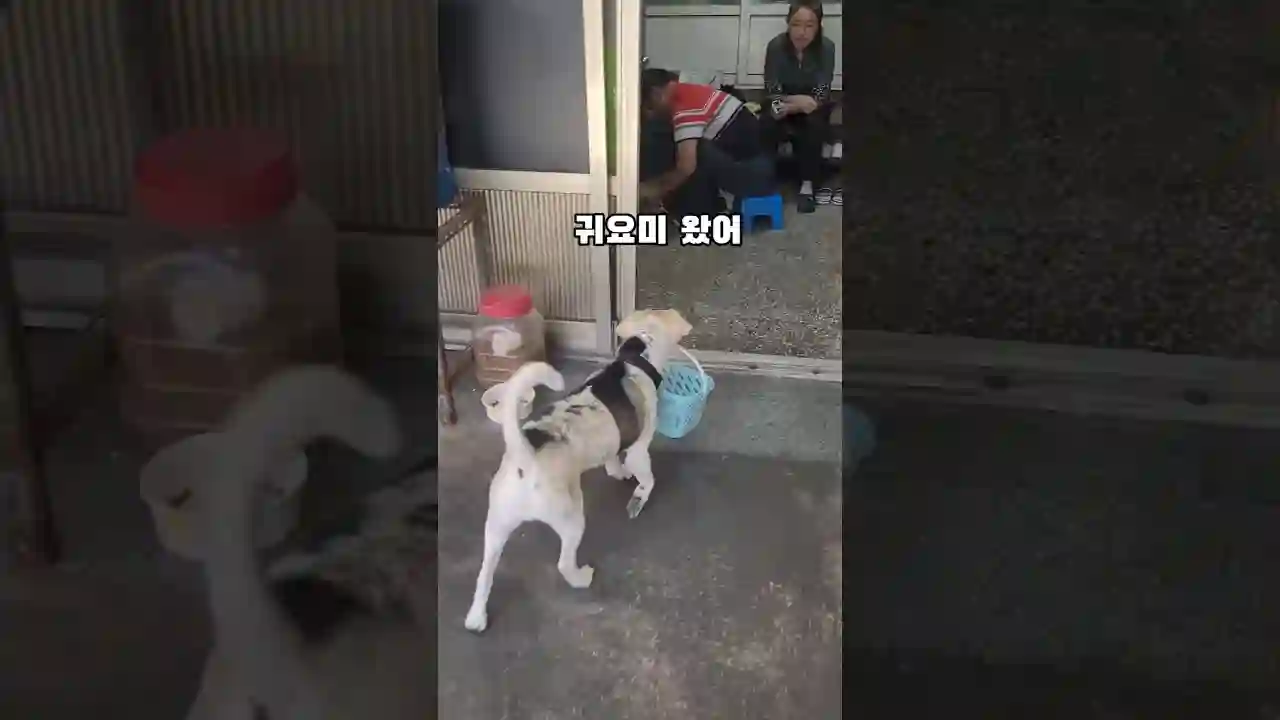 진짜 통닭집 심부름가는거니~네