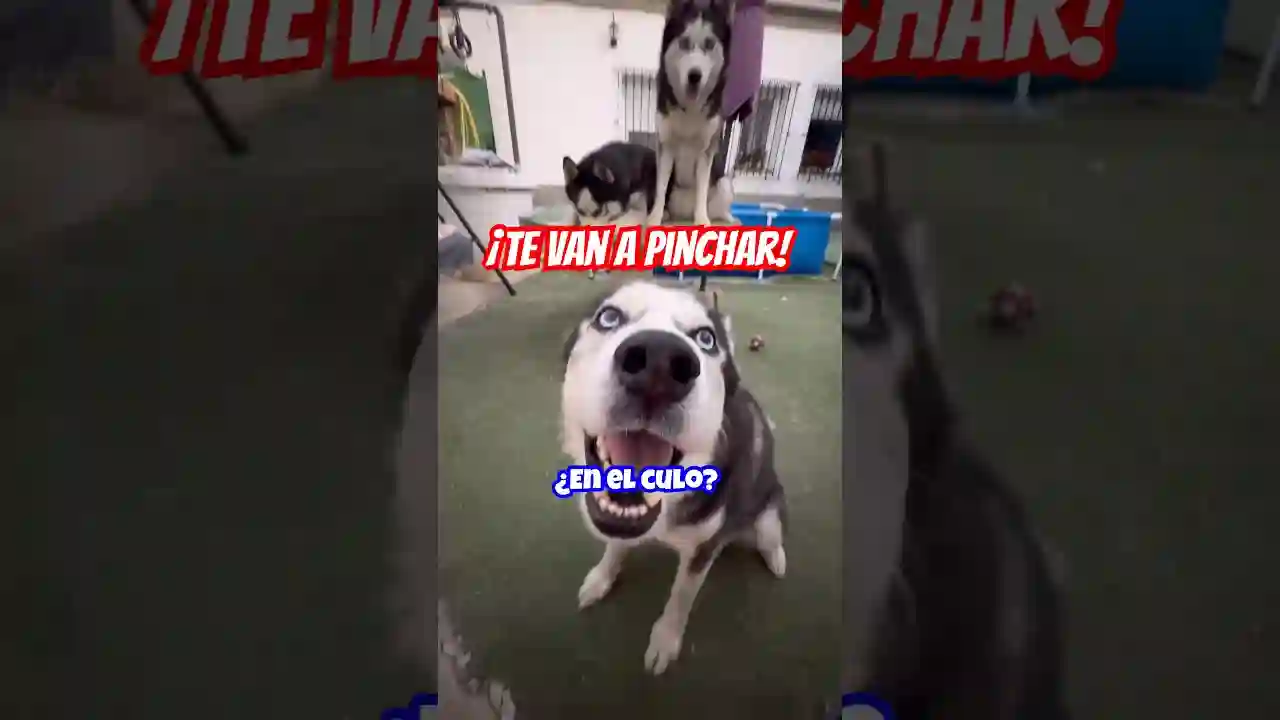 ¡TE VAN A PINCHAR EN EN CULO! 🫣😂