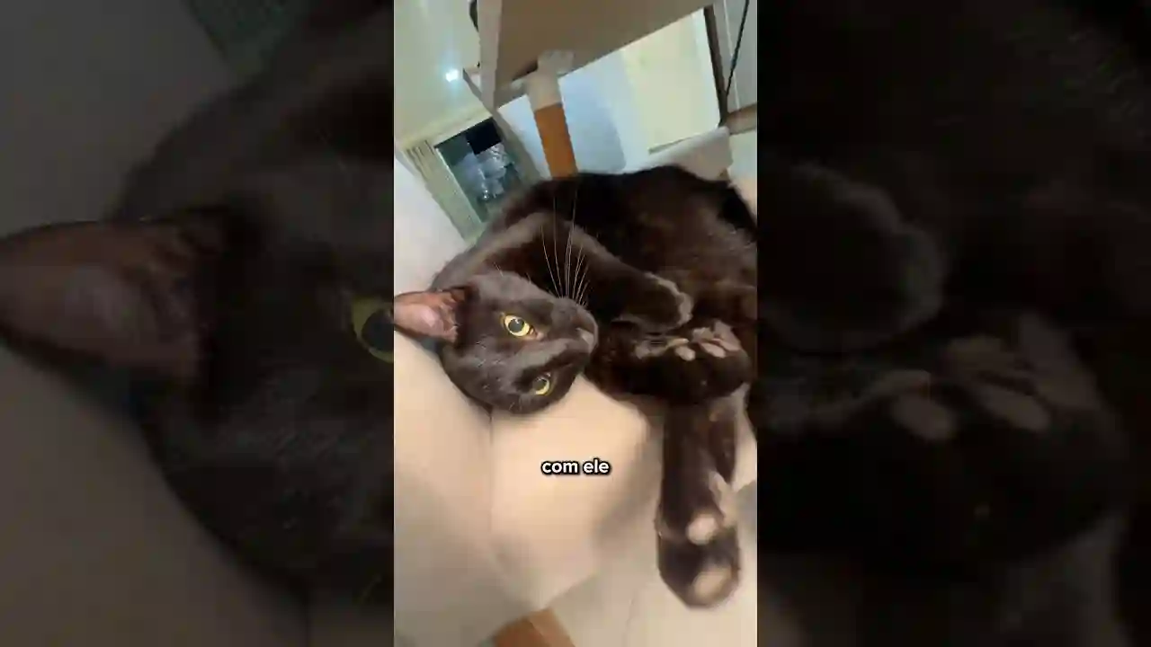 BRAIA VS GAMBÁ?😰