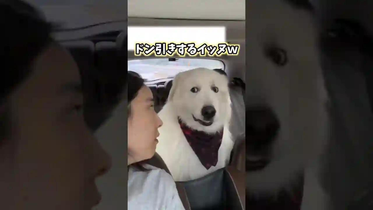 イッヌの動画見てニヤけたら負けwww