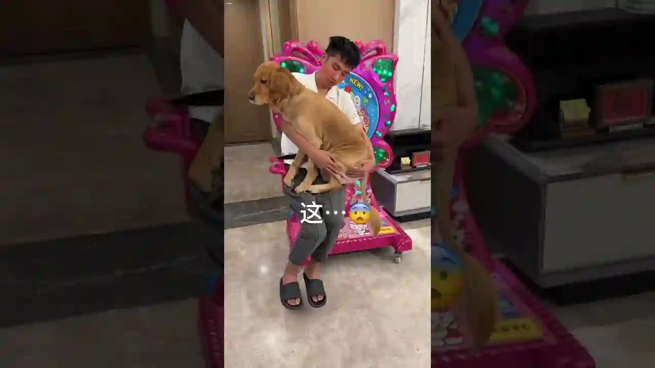 Funny Pets