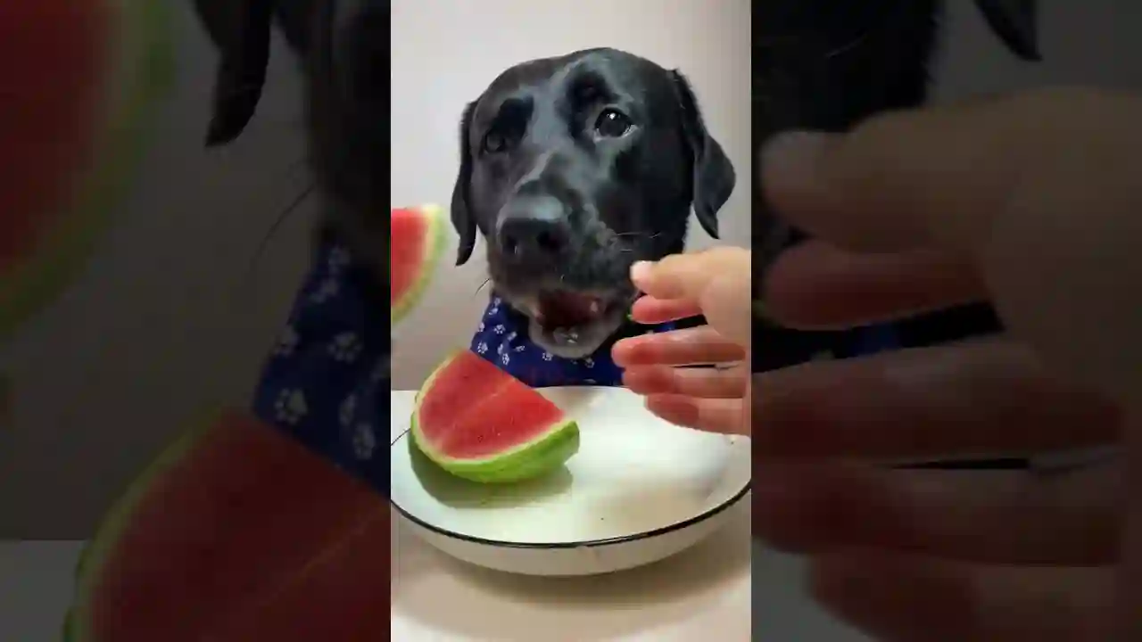 Cane Ghiotto 🐶 Divora un Piatto di Frutta e Verdura! 🥦🍎