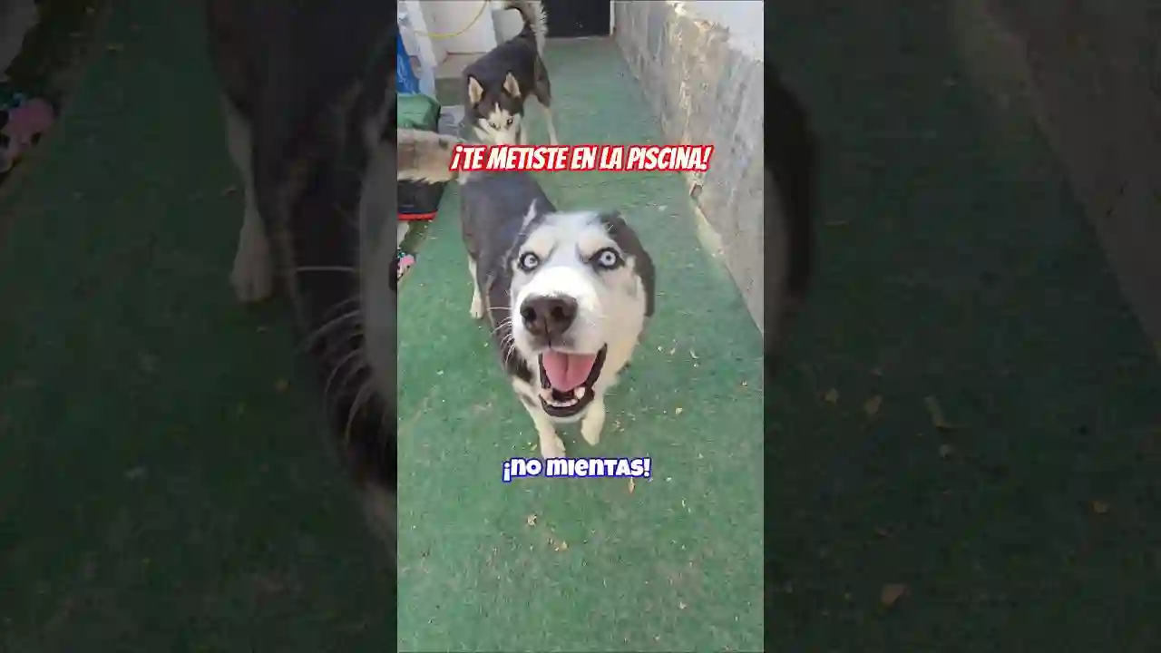¡No mientas!.🐶🤣 ¿Es realmente Max un perro inteligente? 🤔