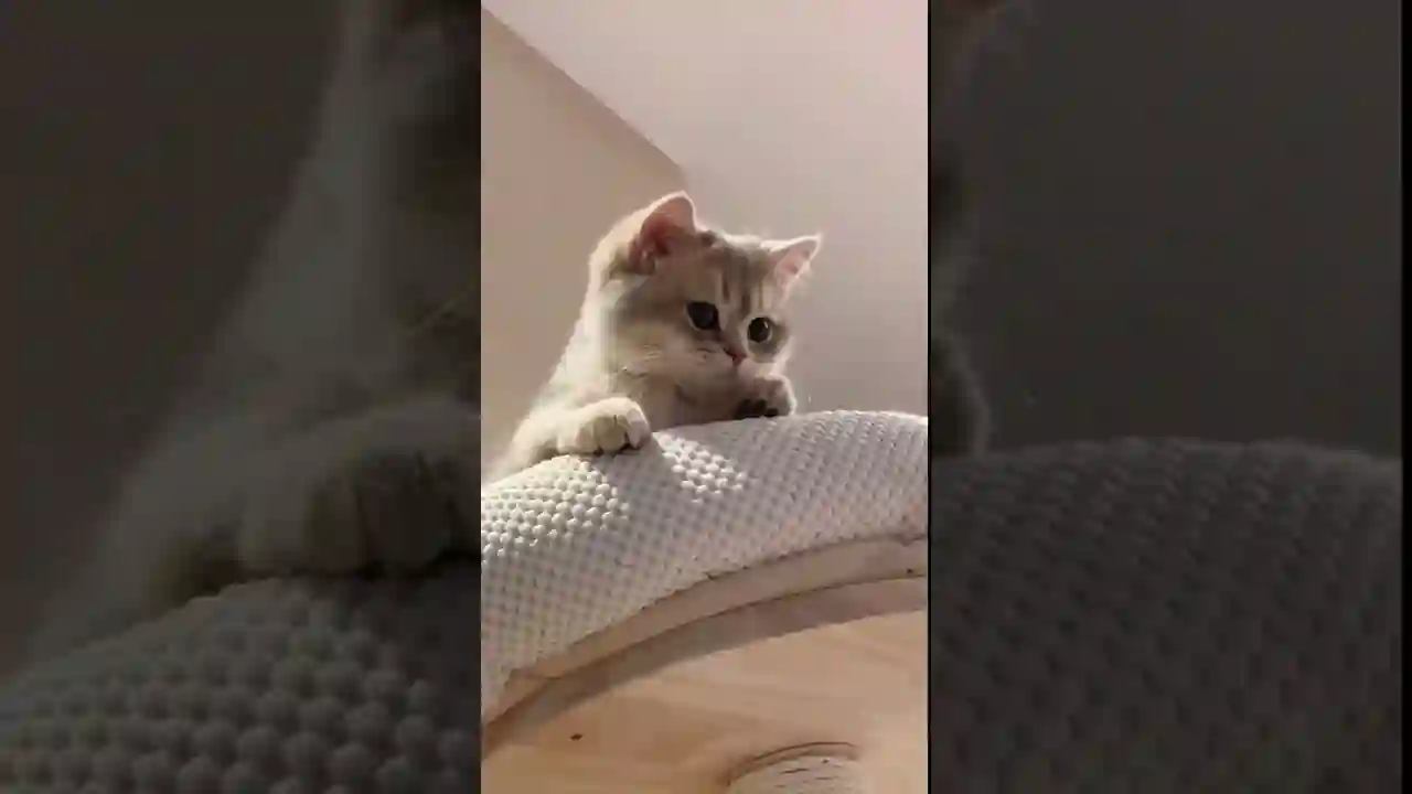 GATTI BELLISSIMI E DIVERTENTI Le Scene Più Esilaranti e Adorabili!