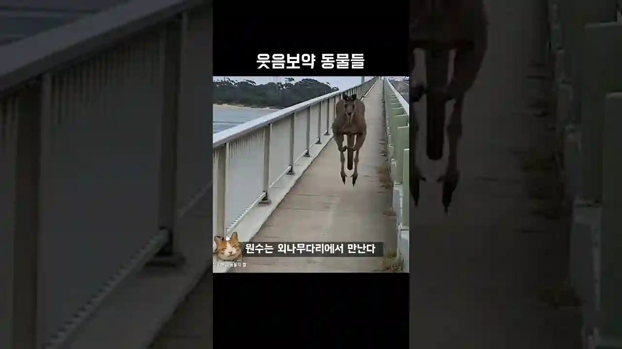 웃음보약 동물들
